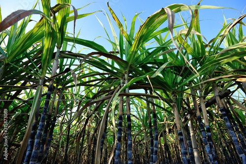 Sugarcane plants growing at field