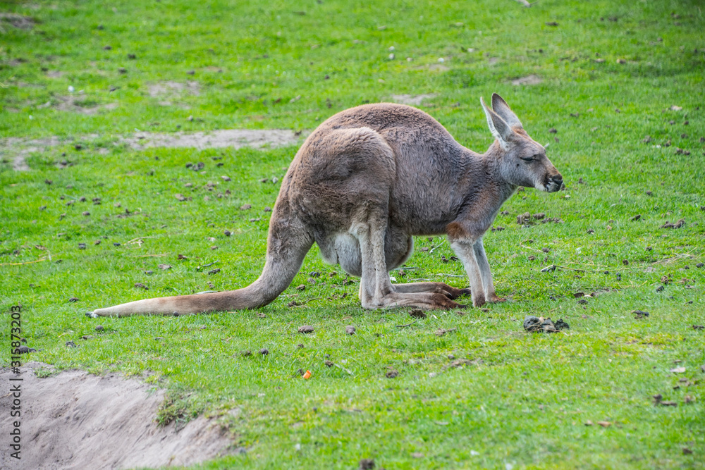 Red kangaroo (Macropus rufus) - the largest of all kangaroos Red kangaroo (Macropus rufus) - the largest of all kangaroos