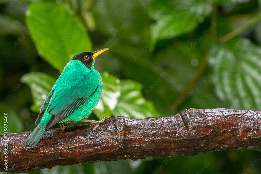 Obraz premium Green Honeycreeper (Chlorophanes spiza) on a branch in the rainforest near the Arenal volcano