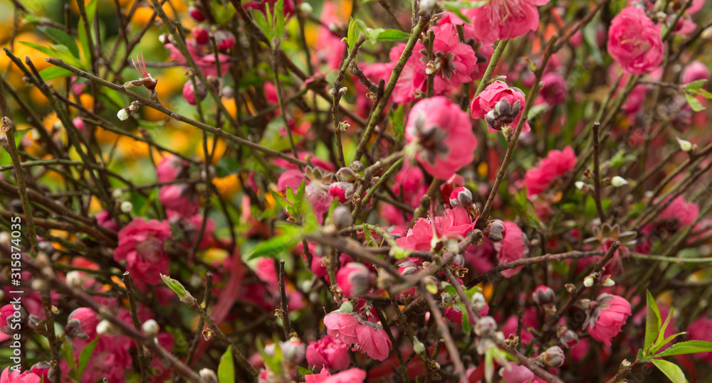Obraz premium Peach flower decoration for chinese new year
