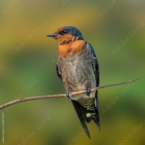 The Pacific Swallow (Hirundo tahitica) is a small passerine bird in the swallow family photo