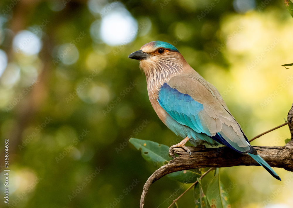 Obraz premium An Indian roller perched in Bandhavgarah National Park, India. The bird was formerly locally called the Blue Jay. It is a member of the roller family of birds.