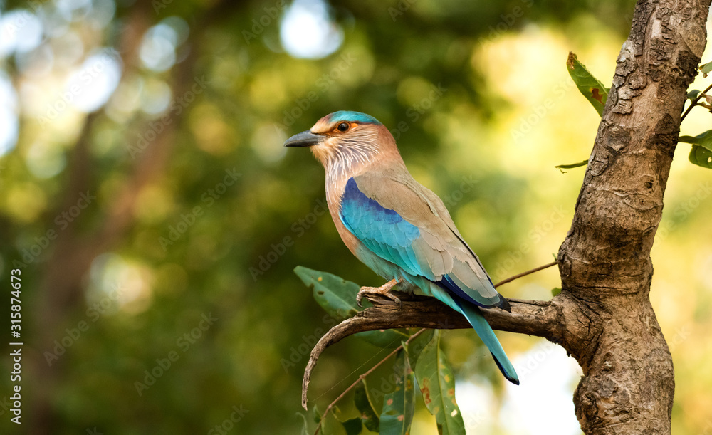 Fototapeta Indiański rolownik umieszczający w Bandhavgarah parku narodowym, India. Ptak był wcześniej lokalnie nazywany Blue Jay. Jest członkiem rodziny ptaków walcowanych.