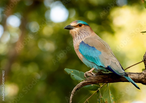 An Indian roller perched in Bandhavgarah National Park, India. The bird was formerly locally called the Blue Jay. It is a member of the roller family of birds.