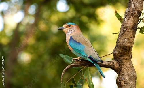 An Indian roller perched in Bandhavgarah National Park, India. The bird was formerly locally called the Blue Jay. It is a member of the roller family of birds. © fusebulb