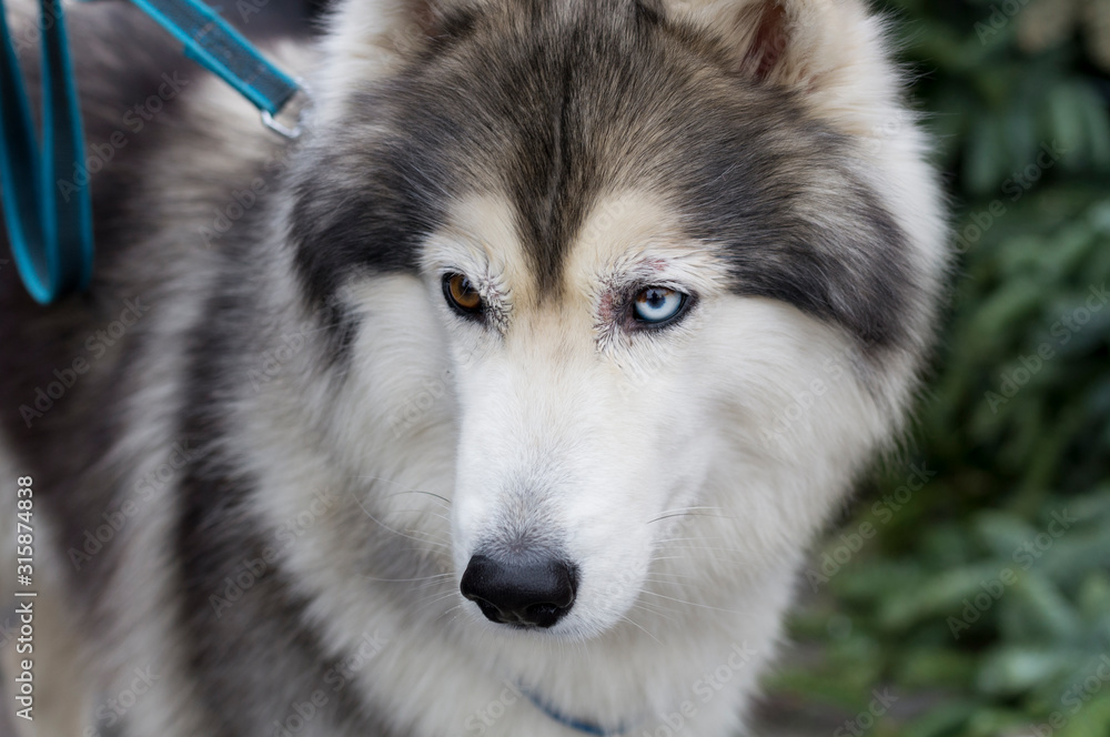 husky dog with multicolored eyes, close-up