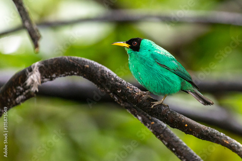 Green Honeycreeper (Chlorophanes spiza) on a branch in the rainforest near the Arenal volcano photo