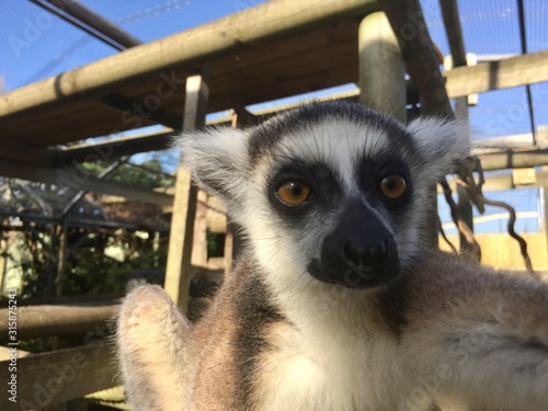 Fototapeta Naklejka Na Ścianę i Meble -  ring tailed lemur selfie