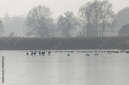 Foggy landscape with a frozen lake with swans and trees in the Mohrhof area, Southern Germany.