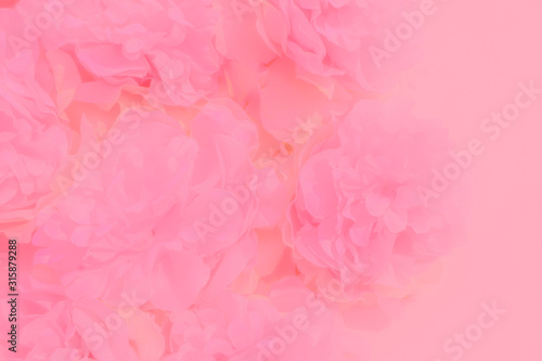 Beautiful abstract color white and pink flowers on white background and white flower frame and orange leaves background texture, flowers banner, love pink background, colorful banner happy valentine