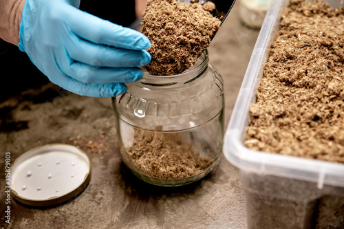 Fotografía Preparation of mycelium on organic substrate, fungiculture and mushroom farm