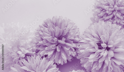 Beautiful abstract color purple and blue flowers on white background and light purple flower frame and purple leaves texture  purple background  colorful white banner happy valentine