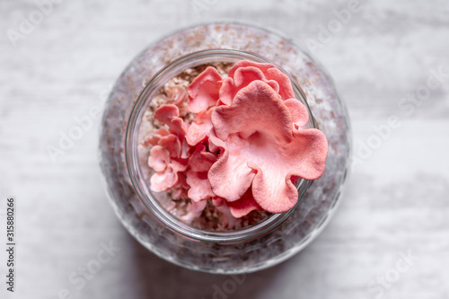 Topview, pink oyster mushrooms growing up on glasses containter, homemade fungiculture