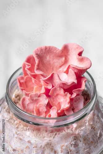 Glass container with mycelial substrate and pink oyster mushrooms, selfmade fungiculture photo