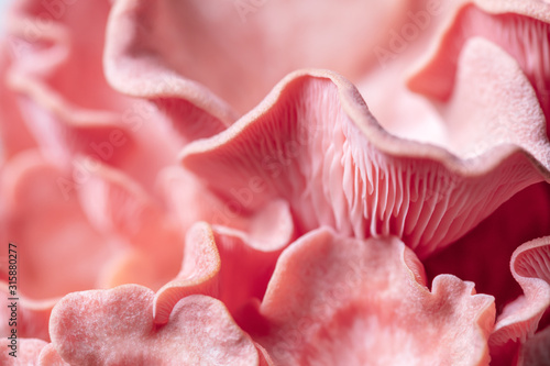 Fotografie Pleurotus djamor fruiting body, macro details of pink oyster mushrooms