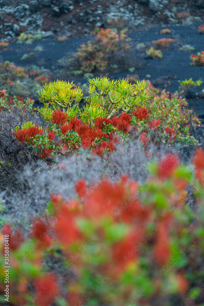 Teneguia Volcanoes Natural Monument, Fuencaliente municipality, La Palma island, Canary Islands, Spain, Europe, Unesco Biosphere Reserve