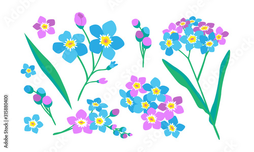 Forget-me-not flowers vector. Isolated image. Floral elements for design and decor.