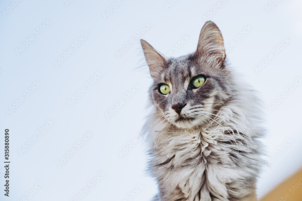 Portrait d'un chat angora main coon Portrait d'un chat angora main coon