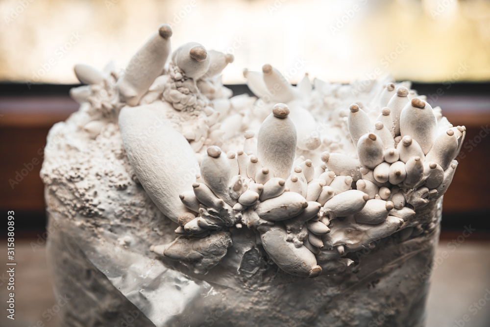 Lots of king oyster mushrooms growing up on a substrate block with mycelial Lots of king oyster mushrooms growing up on a substrate block with mycelial