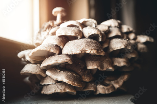 Home cultivation and farming lentinula edodes or shiitake mushrooms, fungiculture photo