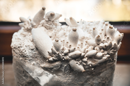 Lots of king oyster mushrooms growing up on a substrate block with mycelial © M.Dörr & M.Frommherz