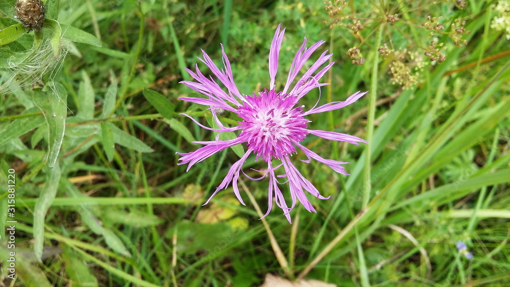 Lilac flower on a background of green grass Lilac flower on a background of green grass