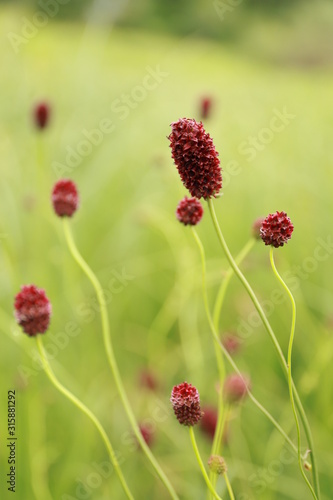 Great burnet. Burgundy flower in the field. Wildflowers. Summer. Field.