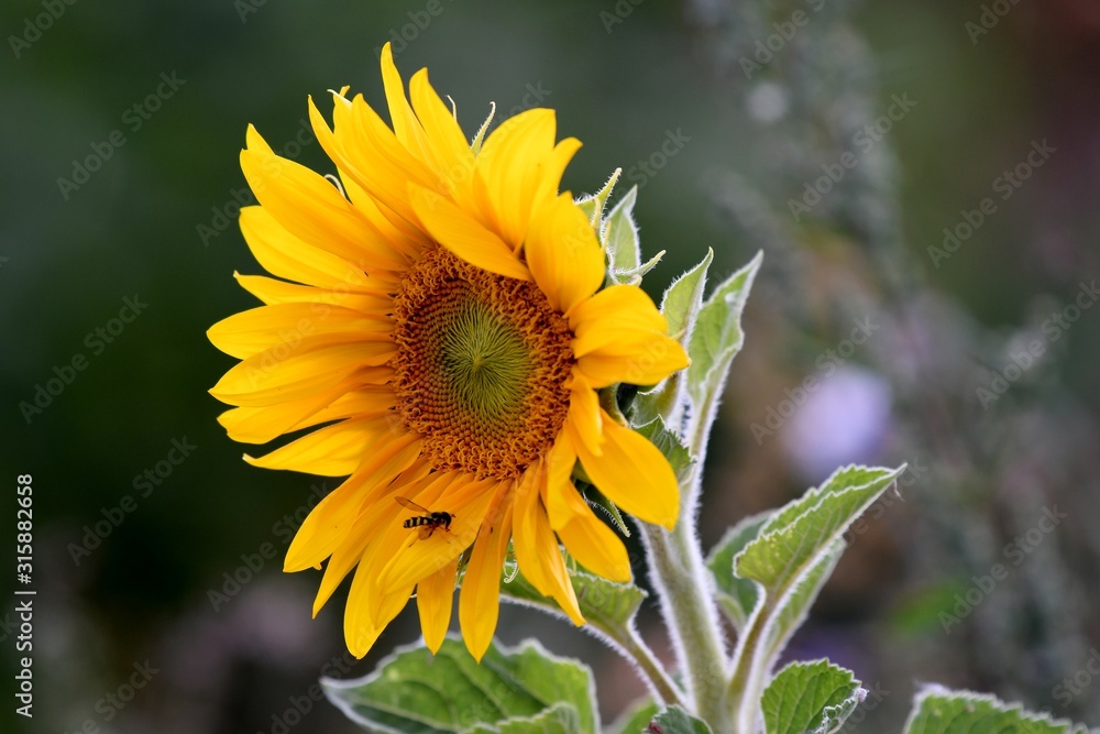 sunflower and bee sunflower and bee