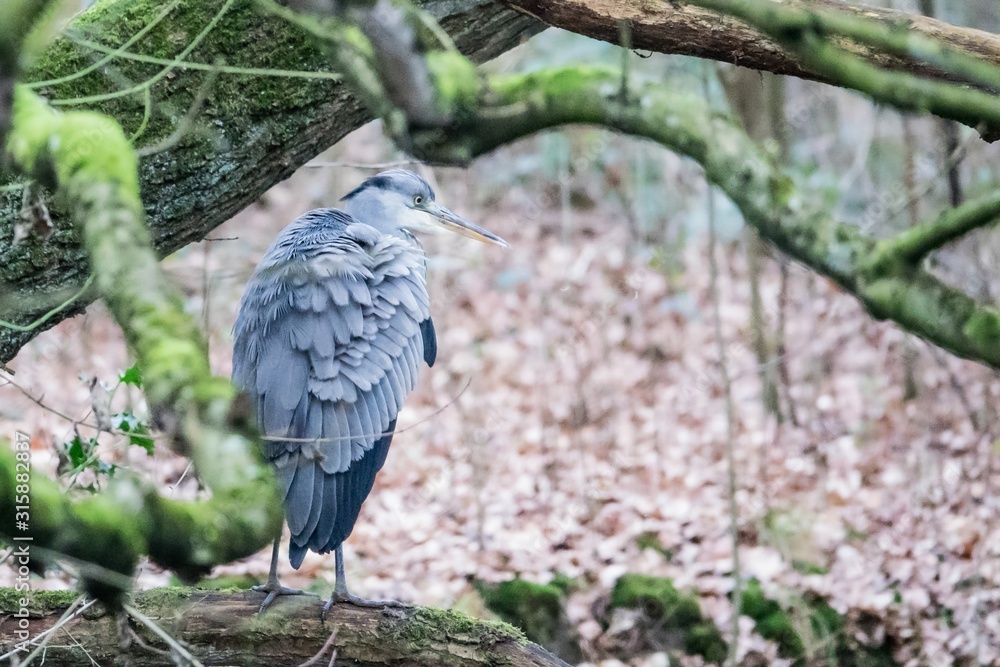 Naklejka premium Graureiher