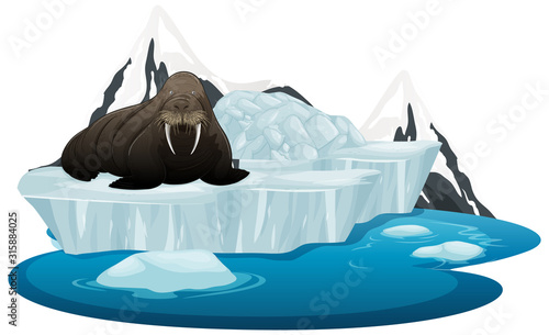 Isolated picture of big walrus on ice