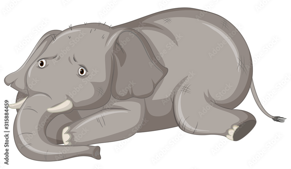 Sick elephant on white background Sick elephant on white background