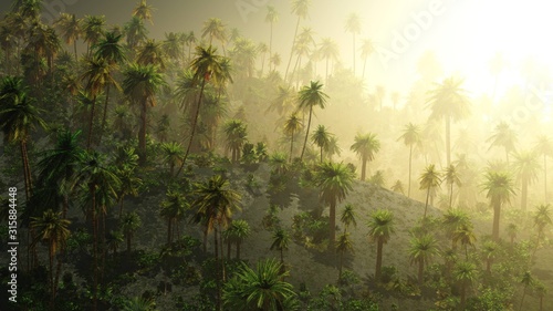 Fototapeta Naklejka Na Ścianę i Meble -  Jungle in the fog, palm trees in the haze, morning jungle,