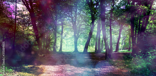 Magical fairy forest with ethereal light - surreal fantasy woodland copse with ethereal lighting on trees and undergrowth with copy space photo