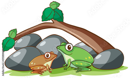 Isolated picture of two frogs under the branch