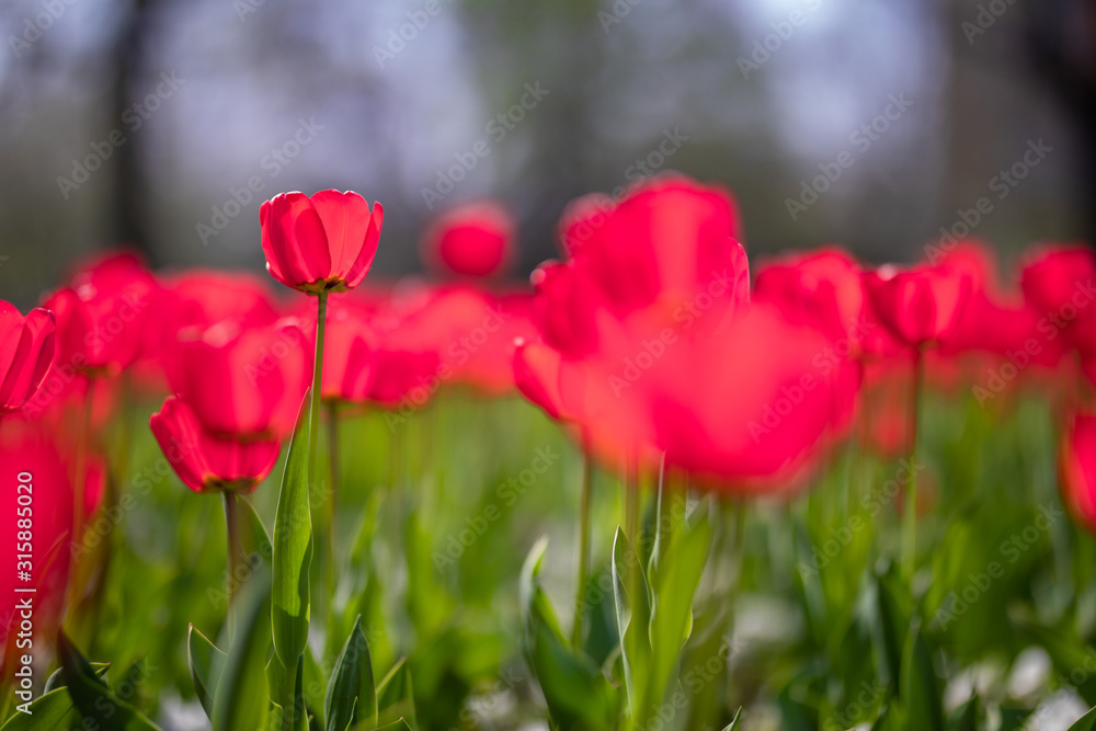 Amazing nature spring concept of colorful tulips grow under sunlight at summer or spring sunset landscape. Natural view of tulip flower bloom in garden with green foliage as nature background Amazing nature spring concept of colorful tulips grow under sunlight at summer or spring sunset landscape. Natural view of tulip flower bloom in garden with green foliage as nature background