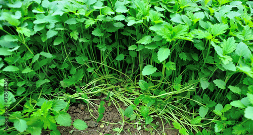 Green motherwort plants in growth at garden