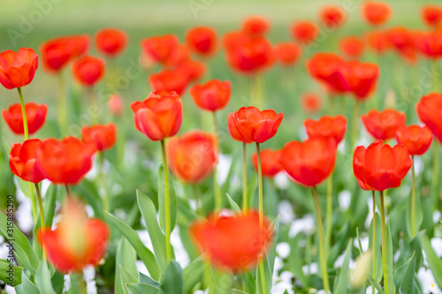 Group of red tulips in the park. Spring landscape, blurred natural background. Peaceful nature scenery