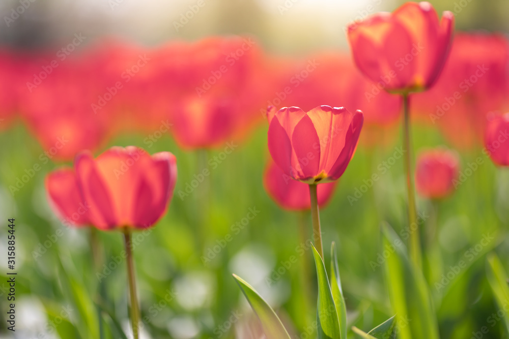 Close-up of pink tulips in a field of pink tulips. Relaxing spring landscape, sunny blurred view. Inspirational nature background