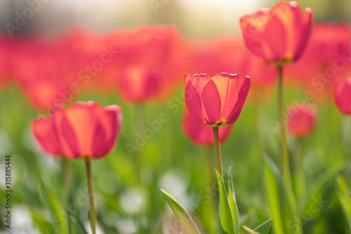 Close-up of pink tulips in a field of pink tulips. Relaxing spring landscape, sunny blurred view. Inspirational nature background © icemanphotos