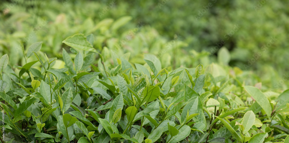 Green tea tree garden in spring Green tea tree garden in spring