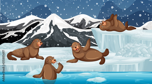 Scene with seals on ice