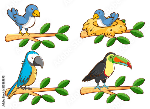 Four types of birds on the branch