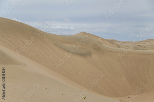 Gobi Desert after rain. Barkhan Mongol-Els sands. Nature and travel. Mongolia  Gobi Desert  Govi-Altai 