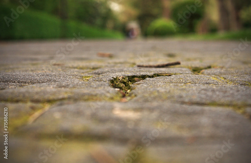 Cobblestone floor in the park