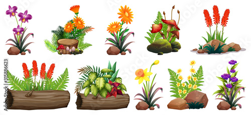 Large set of colorful flowers on rocks and wood