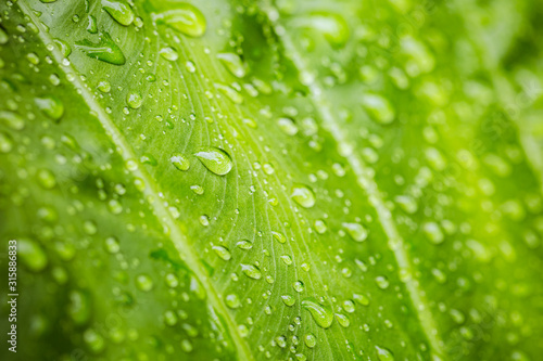Rain drops on green leaf background. Zen and spa nature concept, peaceful closeup with blurred background