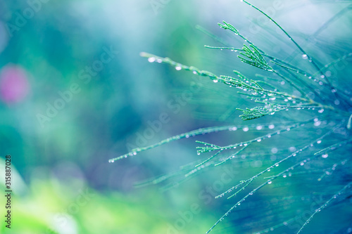 Closeup tropical grass with dew blur. Abstract environmental nature background concept.
