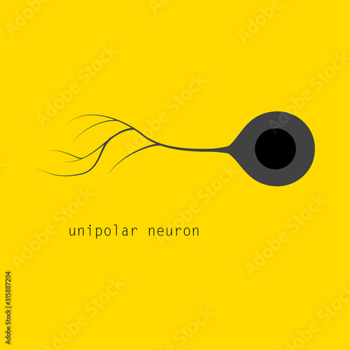 Illustration of basic neuron types photo