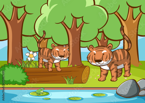 Scene with tigers in the forest