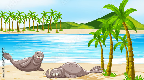 Scene with seals on the beach
